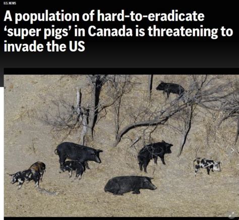 加拿大“超级猪”入侵美国