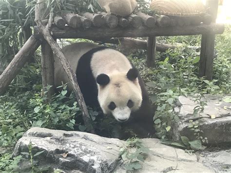 北京动物园网红大熊猫突然头秃