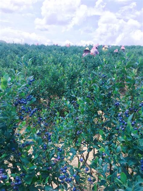 北方蓝莓能不能露天种植