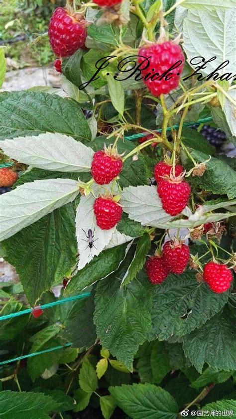 北方适合种什么品种的树莓