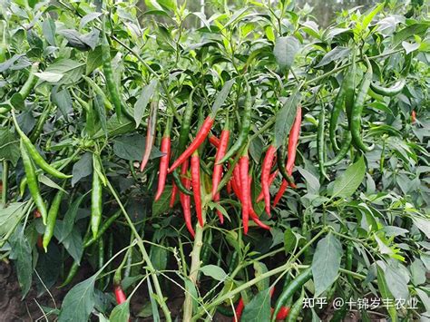 十月份可以种植辣椒吗