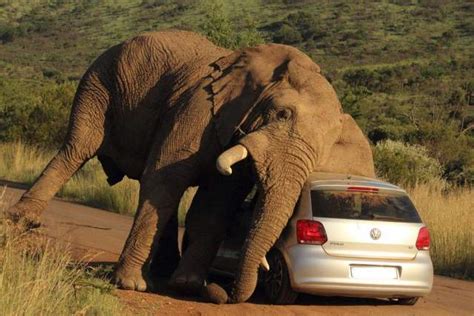 南非大象突然冲向卡车吓懵司机
