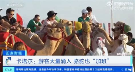卡塔尔游客多到骆驼加班