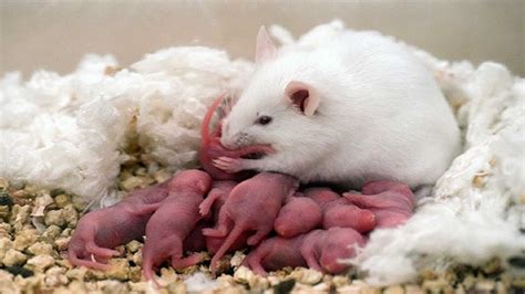 即将出生的老鼠宝宝名字