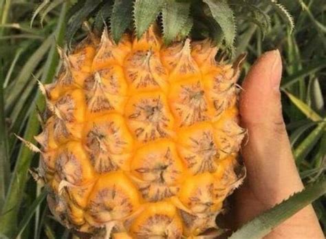 台湾菠萝降价竞争出口日本