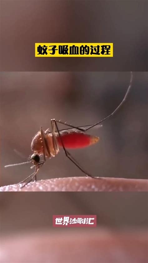 吸血蚊成长记