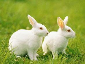 周公解梦梦见很多兔子