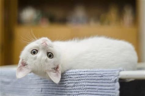 周公解梦梦见白猫