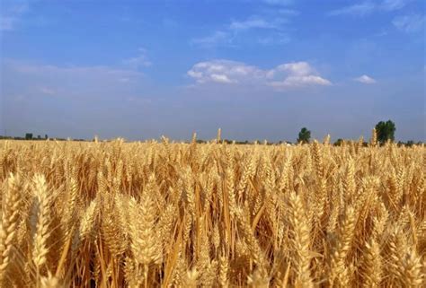 商丘小麦价格多少钱一斤
