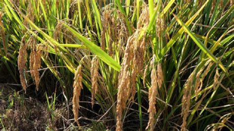 四川超級雜交稻單季畝產1132公斤
