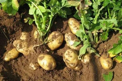 土豆怎么种植方法如下
