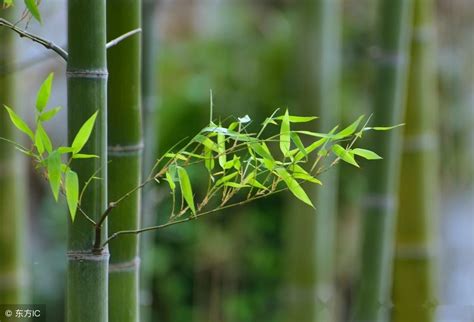 大型竹子怎么种植