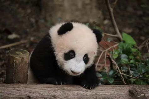 大熊猫宝新已去世