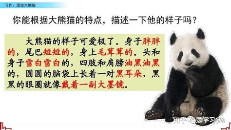 大熊猫的介绍作文