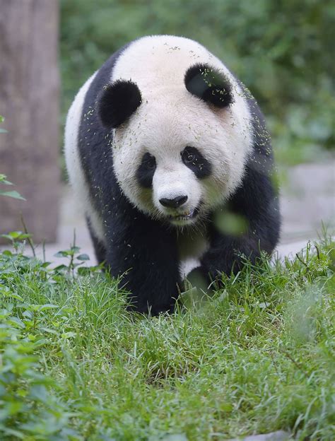 大熊猫的外形