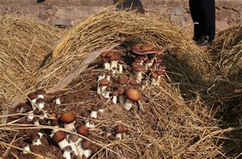 大球盖菇生料栽培技术