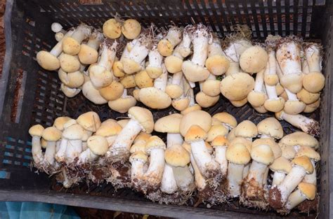 大球盖菇种植图片