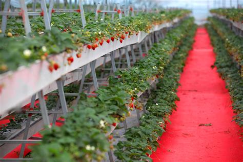 大规模种植草莓