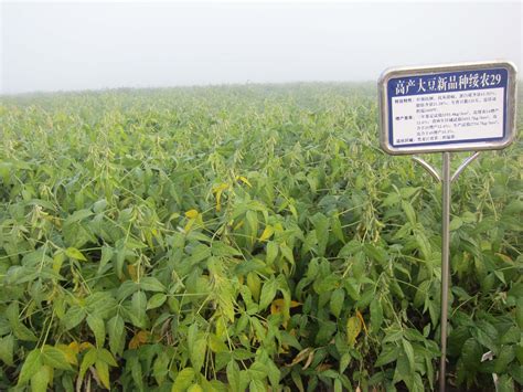 大豆新品种栽培管理新技术