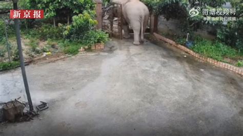 大象破门闯入居民家吃饭菜