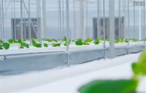 女子建植物工厂让菠菜一年长22茬