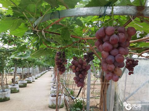如何培育葡萄树