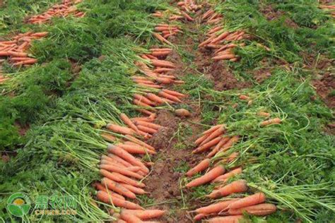 如何种胡萝卜