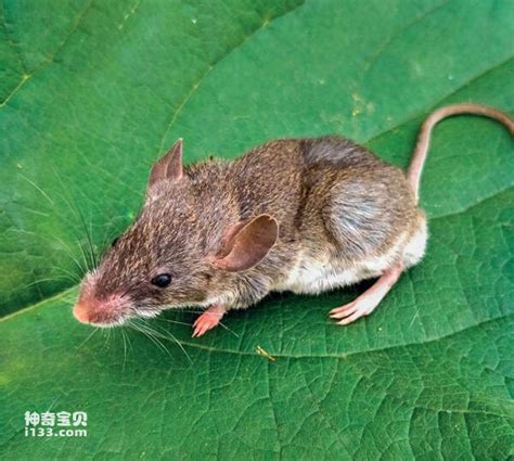 安徽一动物园被曝有九斤重大老鼠