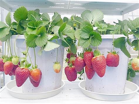 室内草莓怎么种植