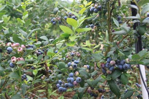 家庭种植蓝莓