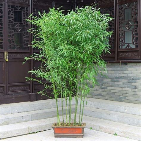家里能种竹子吗