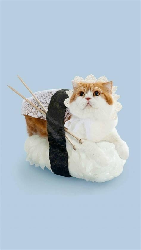 寿司猫