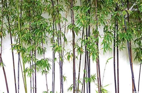 庭院种哪种竹子