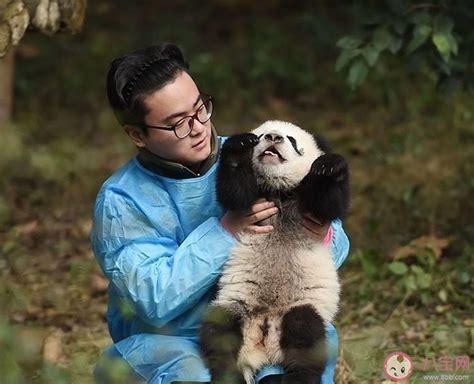 招聘大熊猫饲养员数百份简历零录取