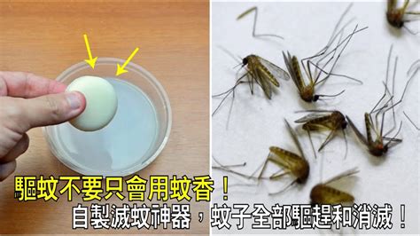 排名第一的滅蚊方法