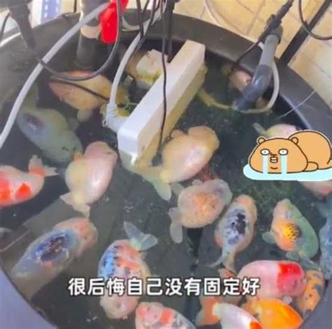插排掉魚缸26條蘭壽金魚被煮熟