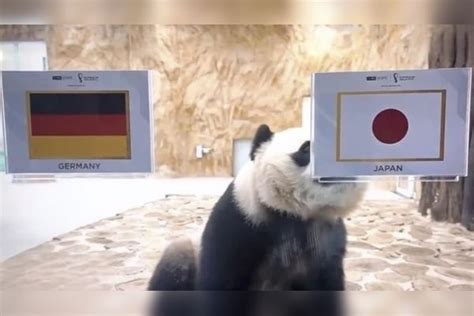 旅卡大熊猫成功预测日本胜德国