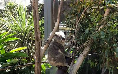 是怎么回事,大火之后，悉尼动物园推出全球首个“动物难民计划”
