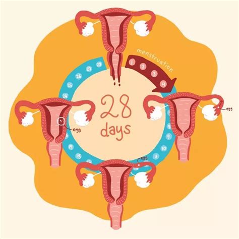 月经周期很规律容易怀孕吗