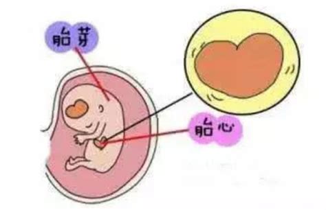 有胎心胎芽后最容易几周胎停育