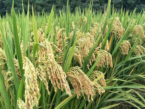杂交水稻产量