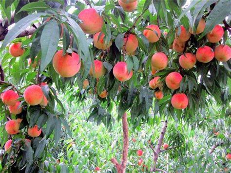 桃子怎么种植方法