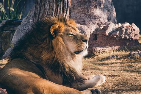 梦见狮子周公解梦