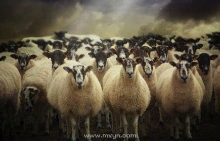 梦见羊群是什么意思周公解梦
