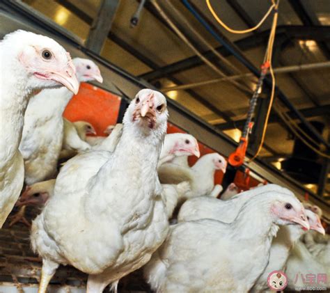 欧洲暴发史上最大规模禽流感