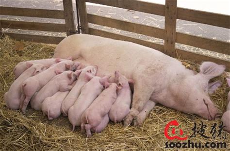 母猪怀孕多少天后生下小猪:接生小猪，操作顺序是怎样的？