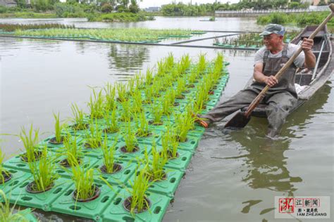 水上水稻种植的浮床