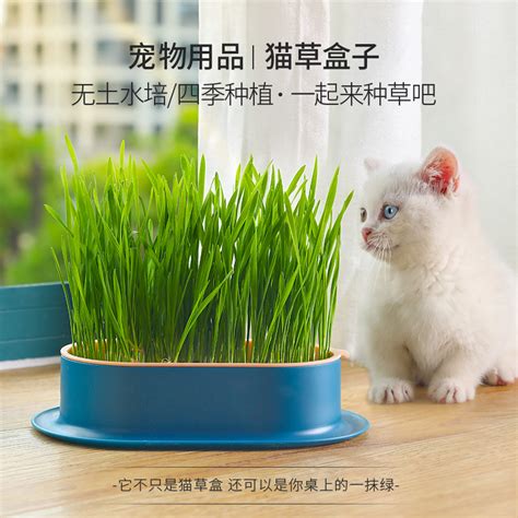 水培猫草怎么种