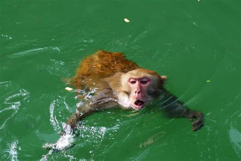 水猴子图片
