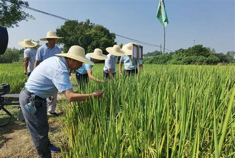水稻优质高产栽培技术